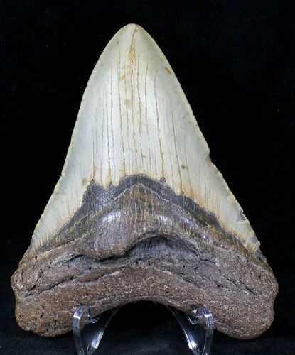 Megalodon Tooth - North Carolina #21312